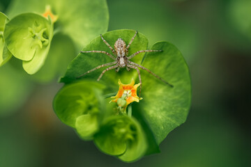 Philodromidae Spider on Green Leaf with Yellow Flower, Macro Wildlife Photography