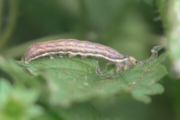 Moth caterpillar pest on green leaf, macro close-up insect in garden