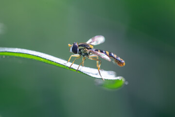 Hoverfly Perched on Leaf – Macro Shot of Pollinating Insect in Nature