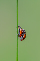Two Ladybugs on Grass Stem, Mating Season Macro Close-Up
