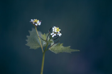 Garlic Mustard Wildflower Close-Up on Dark Background