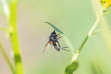 Injured black fly hanging on a green leaf, macro photography of wild insect