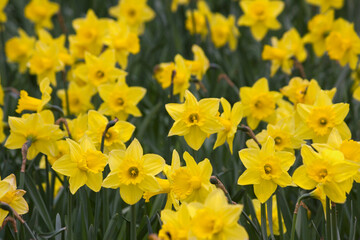 Yellow daffodils close-up. Blooming daffodils on a flowerbed in the park.