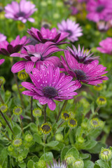 Red flowers Osteospermum ecklonis African Daisy Cape Marguerite, Red Cape Marguerite Daisy flower closeup, a floral display of Red Cape Marguerite Daisy flowers with purple Capitulum, closeup