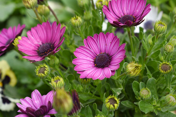 Red flowers Osteospermum ecklonis African Daisy Cape Marguerite, Red Cape Marguerite Daisy flower closeup, a floral display of Red Cape Marguerite Daisy flowers with purple Capitulum, closeup