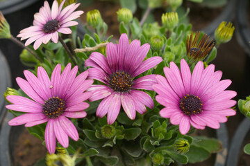 Obraz premium Red flowers Osteospermum ecklonis African Daisy Cape Marguerite, Red Cape Marguerite Daisy flower closeup, a floral display of Red Cape Marguerite Daisy flowers with purple Capitulum, closeup
