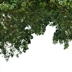 Lush Green Canopy of Leaves Above with Bright Sunlight Peeking Through Creating a Vibrant and Inviting Natural Atmosphere in a Forest Setting