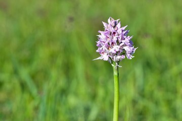 images of wild plants and flowers. wild orchid photos.