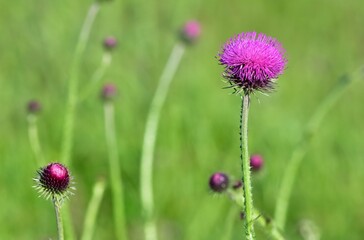 natural thorns and gorgeous thorn photos