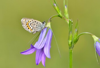 wildlife photos. photos of butterflies in natural areas.