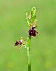 Photos of wildflowers, various bee orchids.