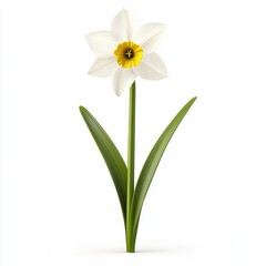 Fototapeta premium White daffodil with vibrant yellow center.