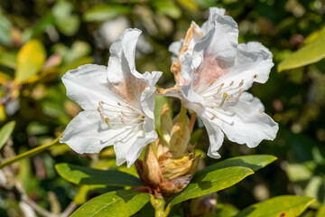 Two white rhododendron blossoms open gracefully under the warm sun, surrounded by lush green...