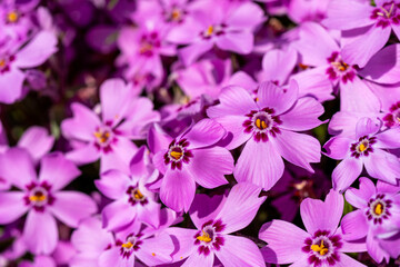 Obraz premium dense mat of vivid pink creeping phlox flowers bursts with color, each petal marked by a dark pink center and set aglow by bright spring sunlight