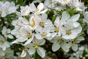 pristine white apple blossoms bursts to life on a tree branch, symbolizing renewal and the gentle...