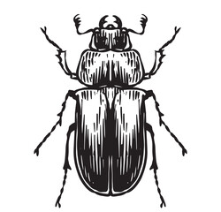 beetles vintage hand drawing, engraving style