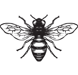 bee vintage hand drawing, engraving style