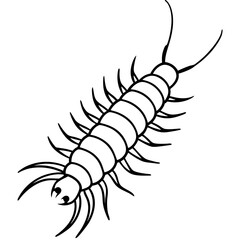 vector illustration of a shrimp