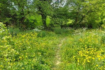 sentier au printemps parsemé de boutons d'or dans de hautes herbes