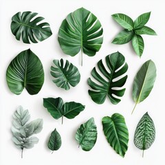 Obraz premium Assorted tropical leaves in various shapes and shades of green, set against a white background