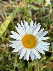 white daisy flower