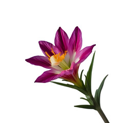 Naklejka premium Flower PNG Clipart