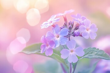 Obraz premium Delicate pastel flowers in soft focus.