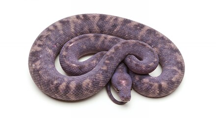 Fototapeta premium Coiled snake with gray purple patterns