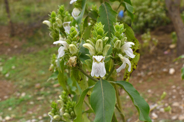 Obraz premium A green Plant of Justicia adhatoda vasica or malabar nut plant in selective focus and background blur, the white Justicia adhatoda blossom in spring, Chakwal, Punjab, Pakistan
