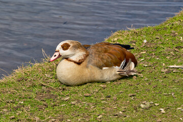Egyptian Goose Resting on Grassy Bank near Water in Bushy Park, London, UK.
