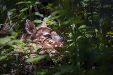 newborn fawn curled up hiding in forest floor