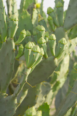 Eastern Prickly Pear Cactus (Opuntia humifusa) devil's-tongue or Indian fig, wild plant in nature closeup shot, prickly pear is a species of cactus that has long been a domesticated crop plant