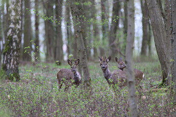 Rehe beim Fegen