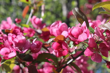 pink blossoms springtime 