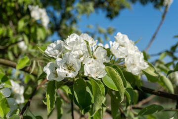  white blossoms blooms on a tree branch, basking in warm spring sunlight against a clear blue sky, evoking freshness and renewal