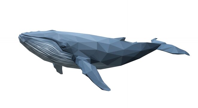 Blue whale illustration