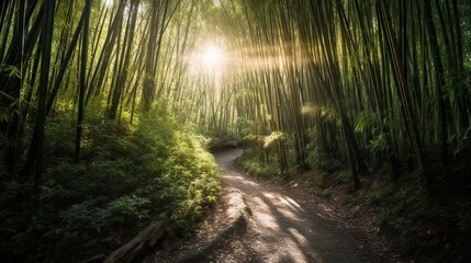 Obraz premium Sunlit bamboo forest path