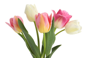 Many beautiful colorful tulips isolated on white