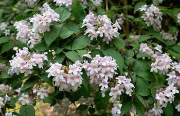 Kolkwitzia amabilis commonly known as beauty bush, is a deciduous shrub grown as a flowering ornamental plant.