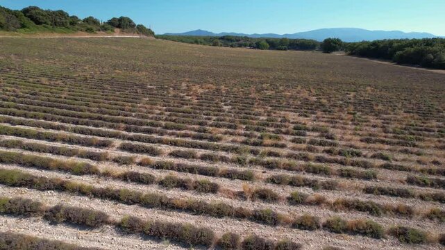 Drone champ lavande provence domaine