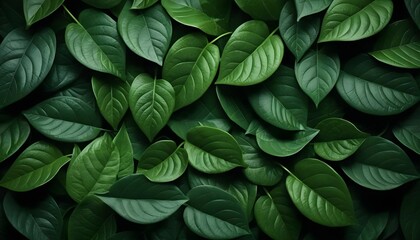 Fototapeta premium Lush Green Leaves Background