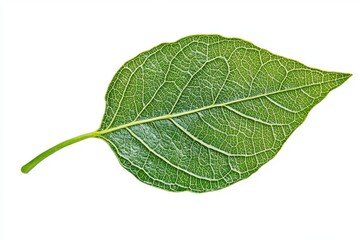 Obraz premium Single green leaf detailed close up on white background