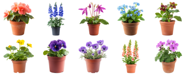Colorful Assortment of Potted Flowers in Various Plant Pots for Fresh Garden Decor and Floral Arrangements. Large Multiple Plant and Nature Collection Set Isolated on Transparent Background