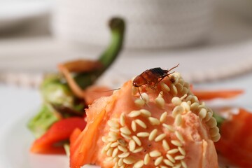 Cockroach crawling on food leftovers on table, closeup