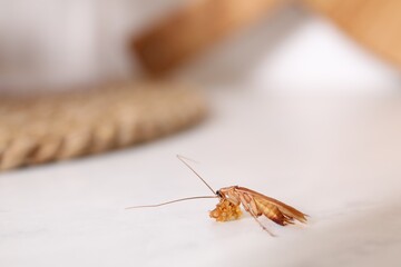 Cockroach with food crumb on white table