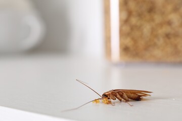 Cockroach with food crumbs on white table, closeup