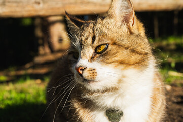 Fluffy cat portrait with calm expression. Cute tabby cat resting on sunny grass in warm afternoon light. Peaceful pet enjoying nature outdoors.