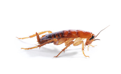 Fototapeta premium One cockroach on white background. Pest control