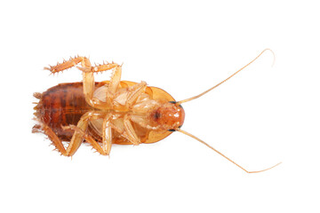 One cockroach on white background, top view. Pest control