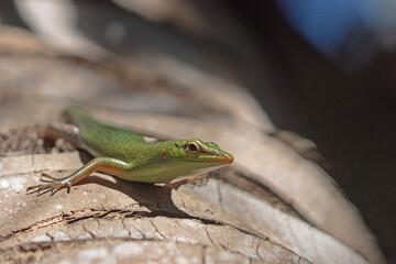 Emerald Tree Skink, Smaragdgrüner Glanzskink (Laprolepsis smaragdina)